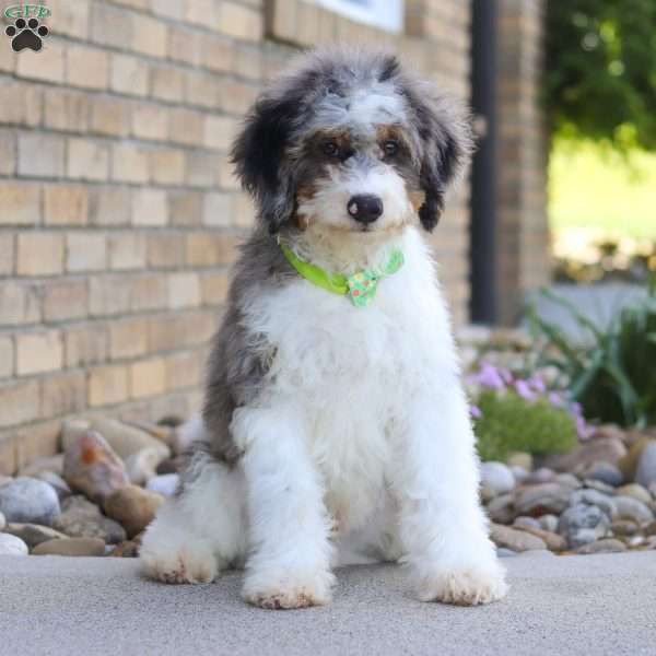 Ace, Mini Bernedoodle Puppy